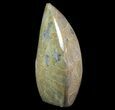 Free-Standing Polished Fossil Coral (Actinocyathus) Display #69349-1